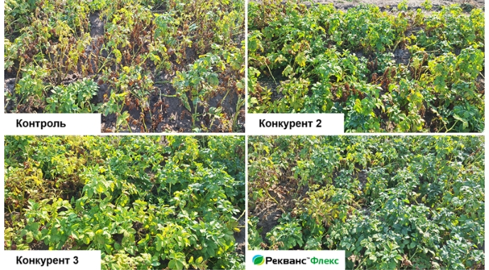 Ефективність проти Phytophthora infestans, Вінницька обл., 2024 р.